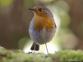 Petirrojo ( Erithacus rubecula )  Robin