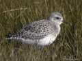 Chorlito gris ( Pluvialis squatarola )  Grey plover
