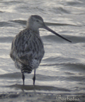 Aguja colinegra ( Limosa limosa )  Black-tailed Godwit