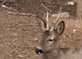 Corzo ( Capreolus capreolus ) Roe deer