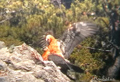 .Quebrantahuesos ( Gypaetus barbatus )  Beard vulture