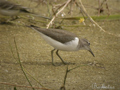 Andarríos chico ( Actitis hypoleucos )