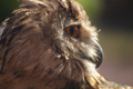 Buho Real ( Bubo bubo ) Eagle Owl