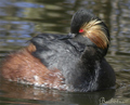 Zampullín cuellinegro ( Podiceps nigricollis ) B