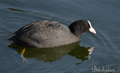 Focha común ( Fulica atra ) Coot