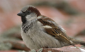 Gorrión ( Passer domesticus ) House Sparrow