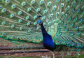 Pavo real ( Pavo cristatus ) Indian peafowl
