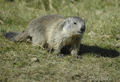 Marmota ( Marmota marmota ) Marmot