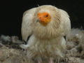 Alimoche ( Neophron percnopterus ) Egyptian vulture