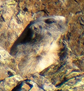 Marmota ( Marmota marmota ) Marmot