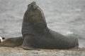 León marino de 1 pelo ( Otaria flavescens ) Sout
