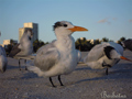 Charrán real ( Thalasseus maximus ) Royal Tern