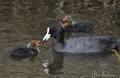 Focha común ( Fulica atra ) Coot