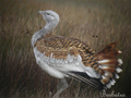 AVUTARDA ( Otis tarda ) Great Bustard