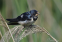 Golondrina común ( Hirundo rustica ) Barn Swallo