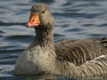 Ansar común ( Anser anser ) Greylag Goose