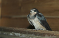 Golondrina común ( Hirundo rustica ) Swallow
