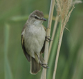 Carricero tordal ( Acrocephalus arundinaceus ) Great Re