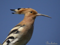 Abubilla ( Upupa epops ) Hoopoe