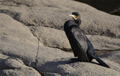 Cormoran grande ( Phalacrocorax carbo ) Cormorant