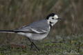 Lavandera blanca ( Motacilla alba ) White Wagtail