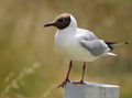 Gaviota reidora ( Larus ridibundus ) Black-headed Gull