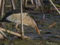 Avetorillo ( Ixobrychus minutus ) Little Bittern