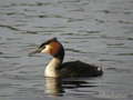 Somormujo lavanco ( Podiceps cristatus ) G c Greble