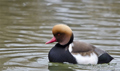 Pato Colorado ( Netta rufina ) Red-crested Pochard