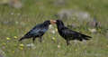 Chova piquirroja ( Pyrrhocorax pyrrhocorax ) Chough