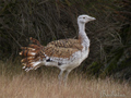 avutarda ( Otis tarda ) Great Bustard