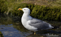 gaviota patiamarilla ( Larus cachinnans ) Yellow-legged