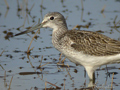 Archibebe claro ( Tringa nebularia ) Greenshank