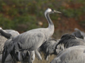 Grullas en Gallocanta ( Grus grus ) Crane