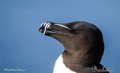Alca común ( Alca torda ) Razorbill