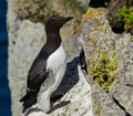 Arao comun ( Uria aalgae ) Guillemot