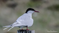 Charran artico ( Sterna paradisaea ) Arctic Tern