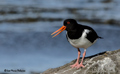 Ostrero ( Haematopus ostralegus ) Oystercatcher