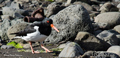 Ostrero ( Haematopus ostralegus ) Oystercatcher parte I