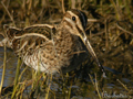 Agachadiza común ( Gallinago gallinago ) Snipe