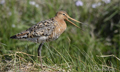 Aguja colinegra ( Limosa limosa ) Black.tailed Godwit
