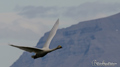 Cisne cantor ( Cignus cygnus ) Whooper Swan