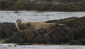 Foca Común ( Phoca vitulina ) Common Seal