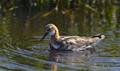 Falaropo picofino ( Phalaropus lobatus ) Red-necked Pha