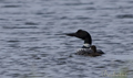 Colimbo grande ( Gavia immer ) Great Northern Diver
