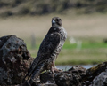 Halcón gerifalte ( Falco rusticolus ) Gyrfalcon