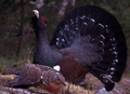 Urogallo ( Tetrao urogallus ) Capercaillie