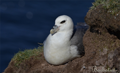 Fulmar boreal ( Fulmarus glacialis ) Fulmar
