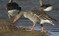 Ansar común ( Anser anser ) Greylag goose