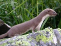 Comadreja  ( Mustela nivalis vulgaris )